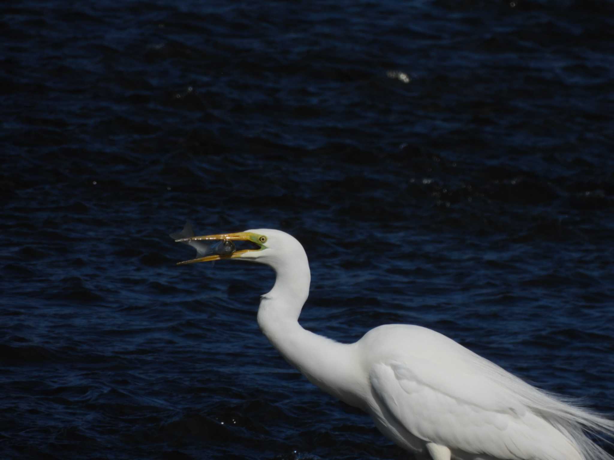 Great Egret