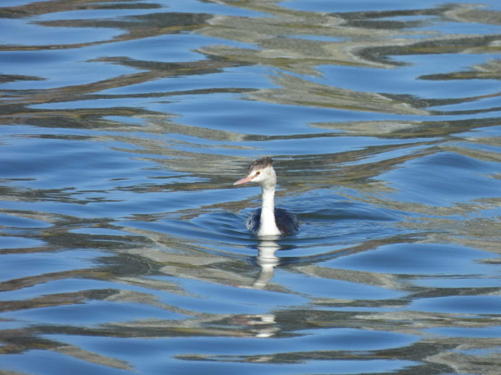 Great Crested Grebe