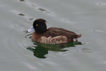 キンクロハジロ 大阪城公園 2024年2月18日(日)