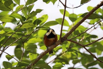 Varied Tit 山田池公園 Wed, 3/27/2024