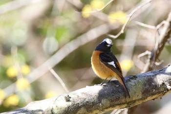 Daurian Redstart 山田池公園 Wed, 3/27/2024