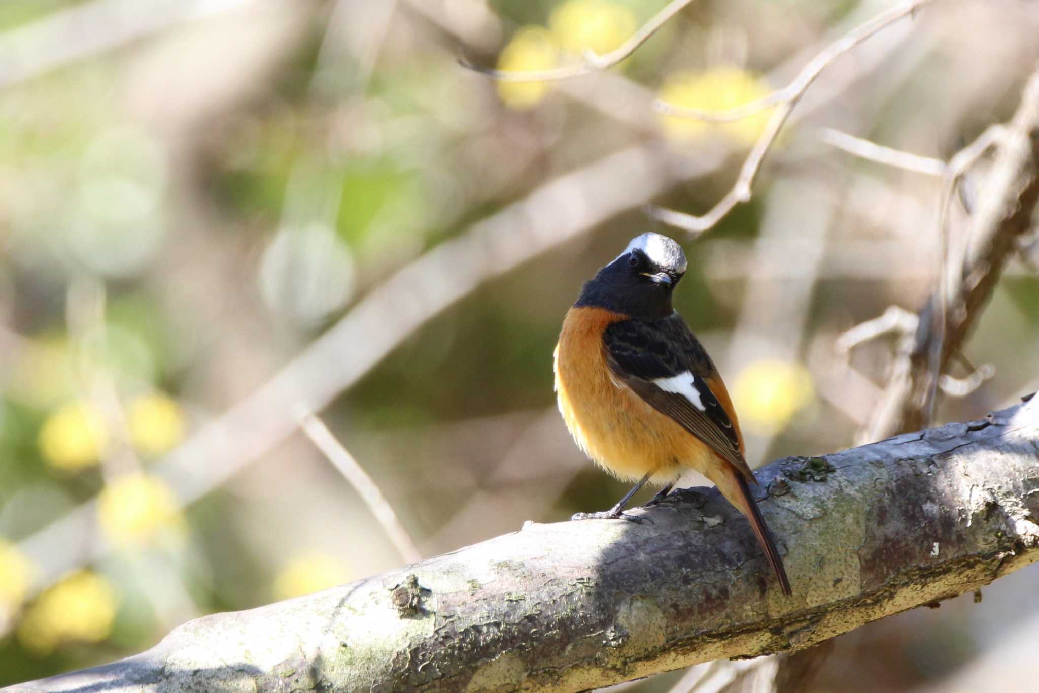 Photo of Daurian Redstart at 山田池公園 by Ryoji-ji