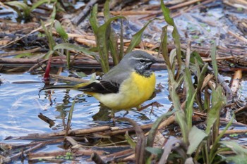 Grey Wagtail 山田池公園 Wed, 3/27/2024