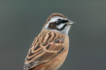 Meadow Bunting 馬見丘陵公園 Mon, 12/17/2018