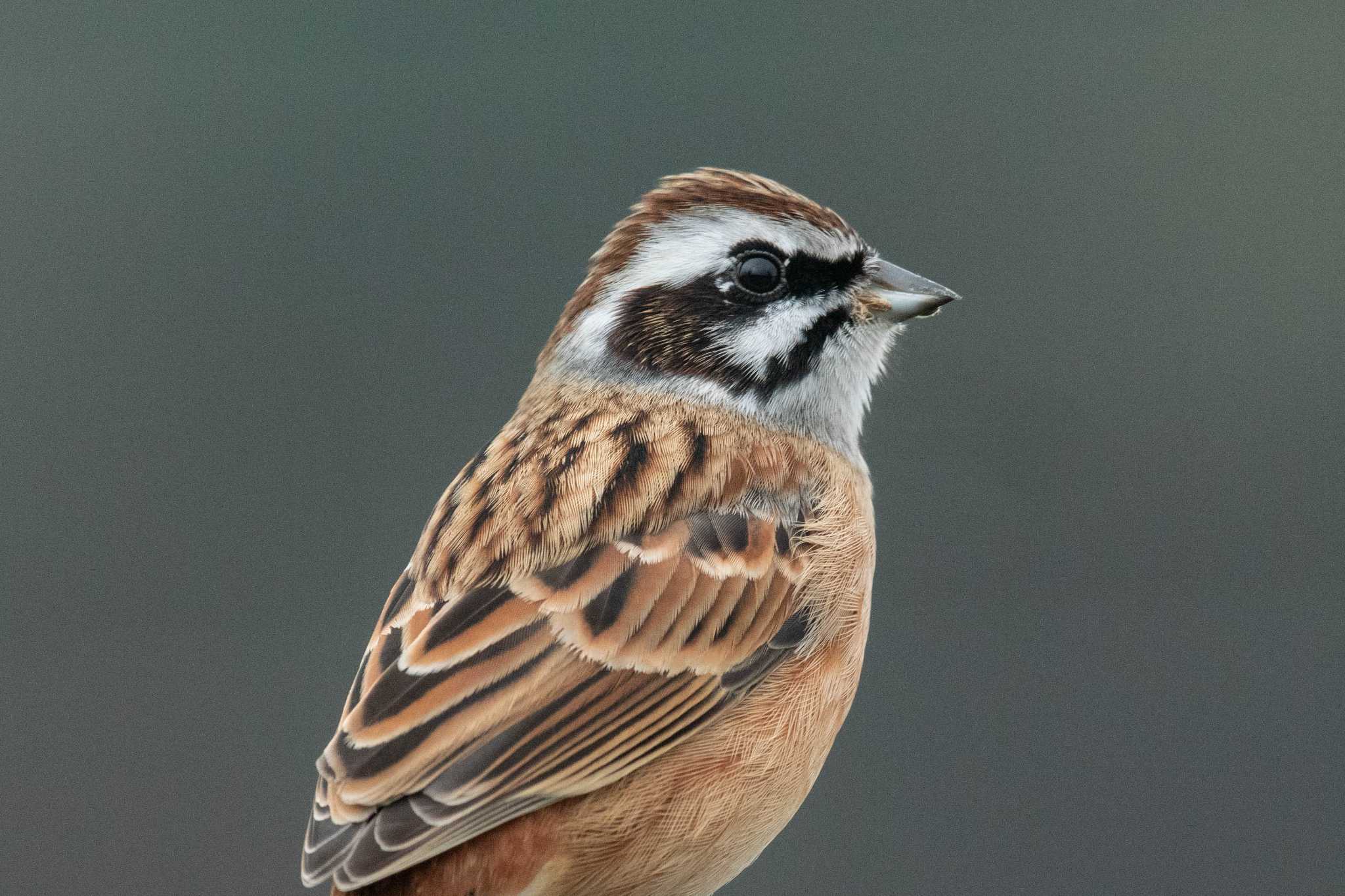 Photo of Meadow Bunting at 馬見丘陵公園 by veritas_vita