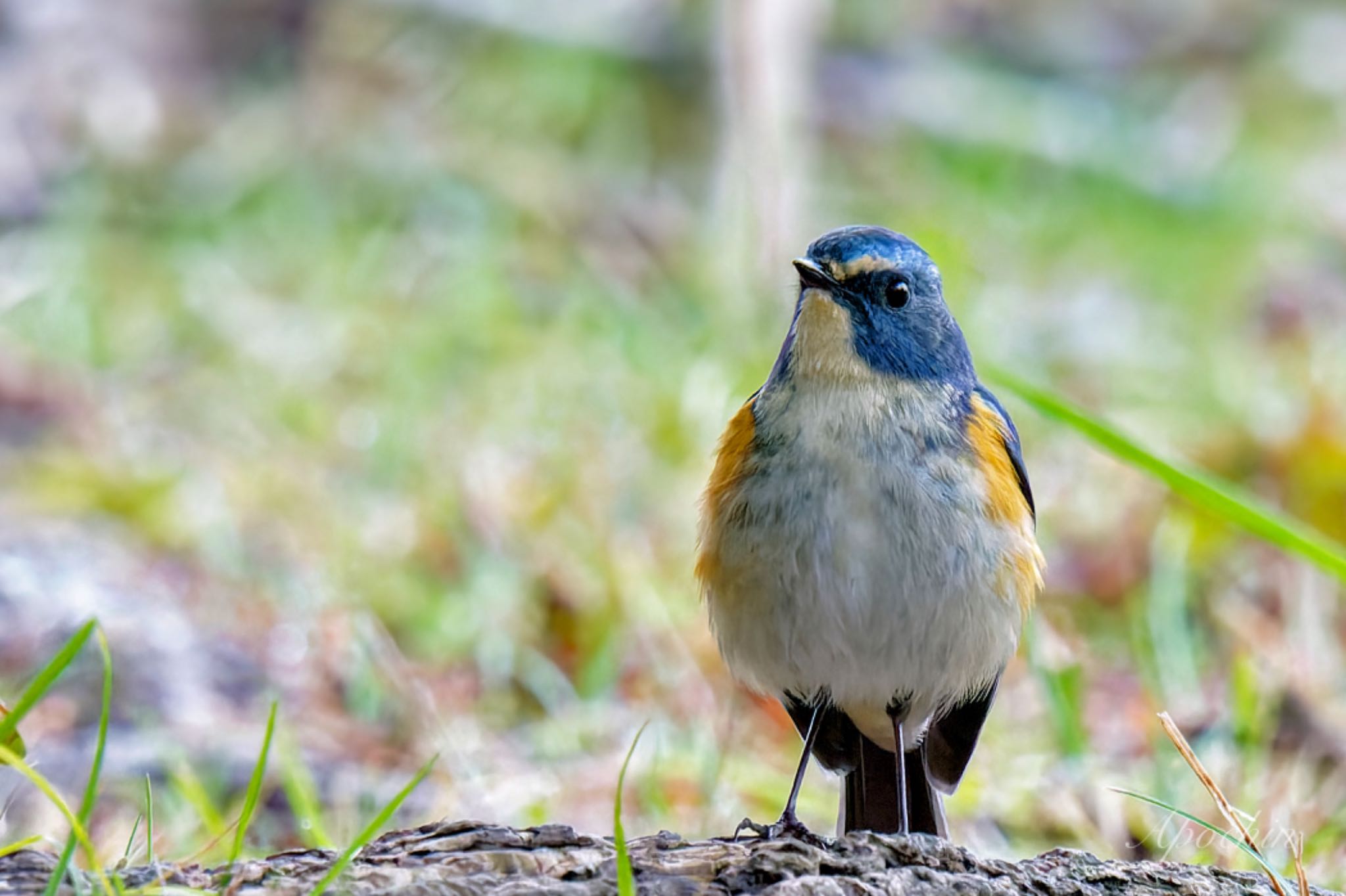 Photo of Red-flanked Bluetail at Kodomo Shizen Park by アポちん