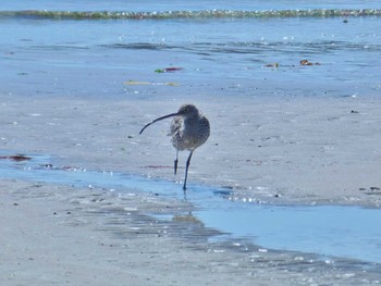 ホウロクシギ 男里川 2024年3月27日(水)