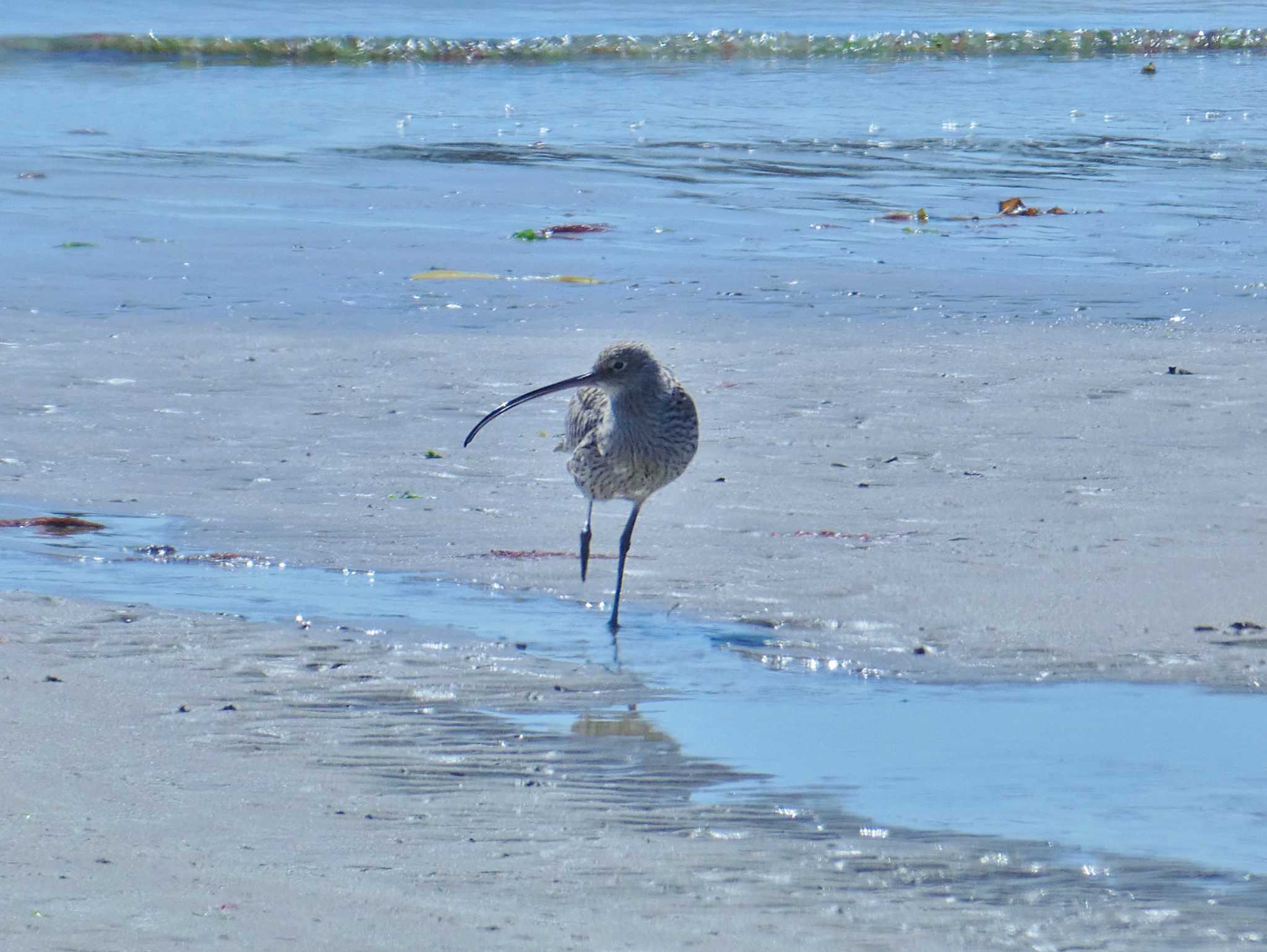 Photo of Far Eastern Curlew at 男里川 by Toshihiro Yamaguchi