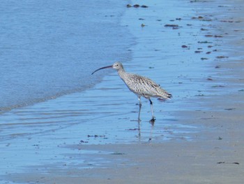 2024年3月27日(水) 男里川の野鳥観察記録