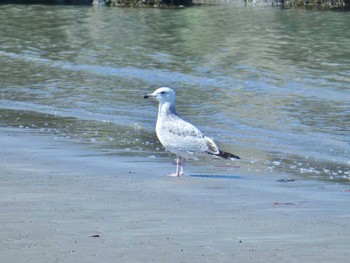 Vega Gull 男里川 Wed, 3/27/2024