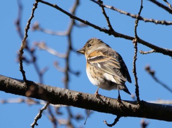 Brambling 秩父 Wed, 3/13/2024