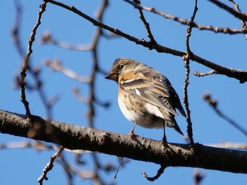 Brambling 秩父 Wed, 3/13/2024