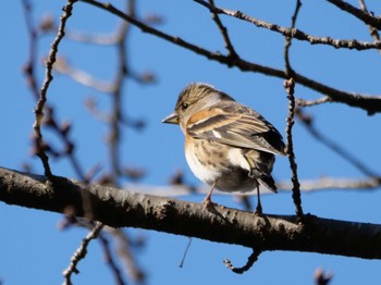 Brambling 秩父 Wed, 3/13/2024