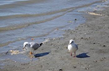 Black-headed Gull Fujimae Tidal Flat Wed, 3/27/2024