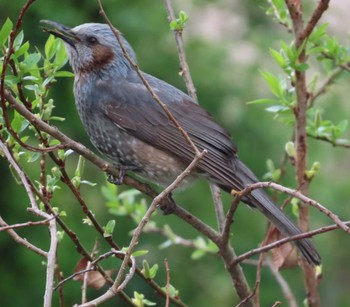 Brown-eared Bulbul 麻機遊水地 Wed, 3/27/2024