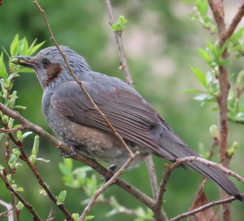 Brown-eared Bulbul 麻機遊水地 Wed, 3/27/2024