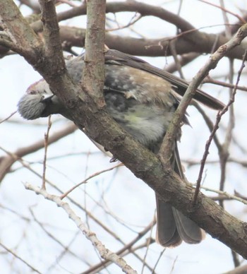 Brown-eared Bulbul 麻機遊水地 Wed, 3/27/2024