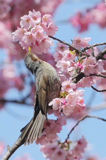 Brown-eared Bulbul Unknown Spots Wed, 3/27/2024