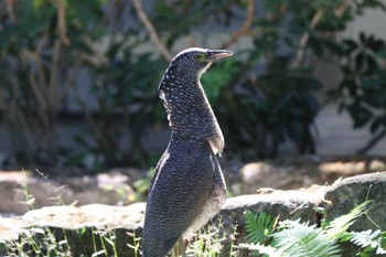 Malayan Night Heron 中正記念堂 Sun, 11/5/2023