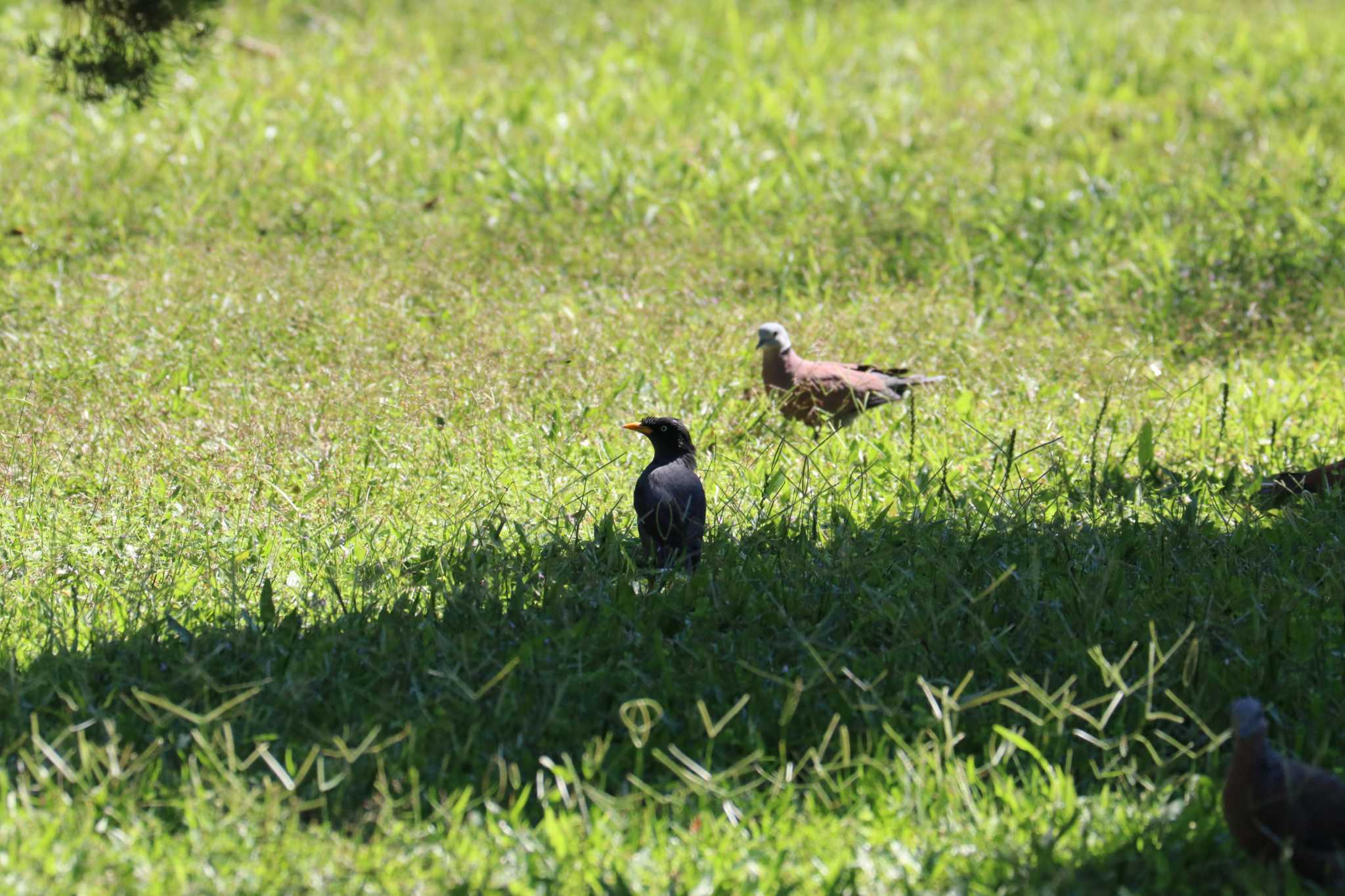 Photo of Javan Myna at 中正記念堂 by バンケン