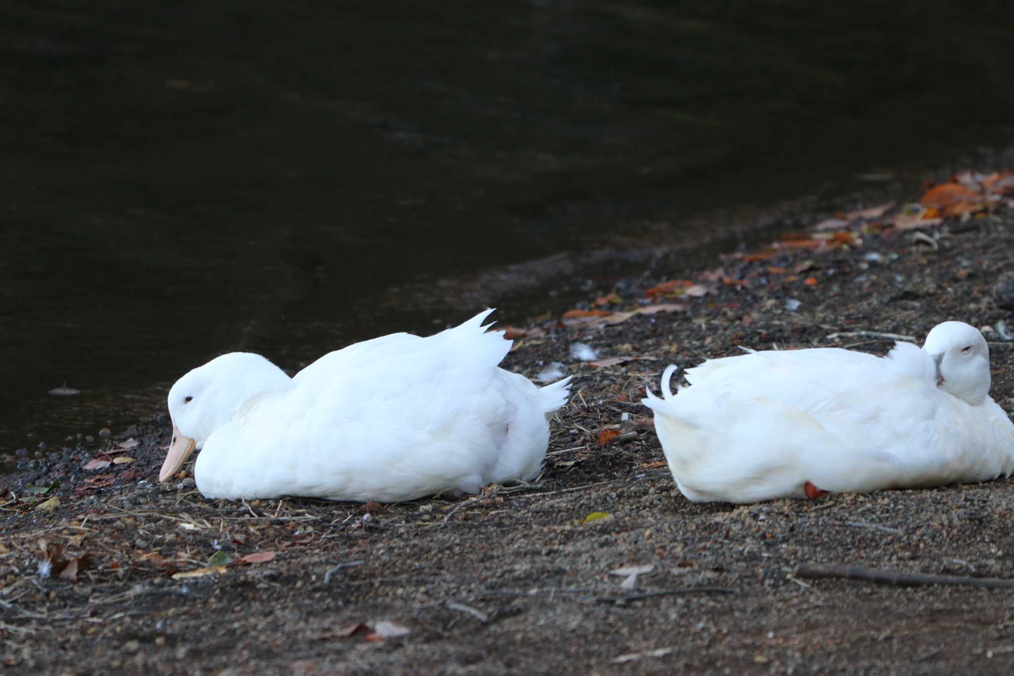 Domestic duck