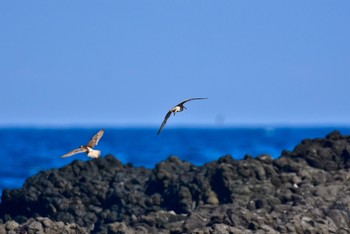 Eurasian Whimbrel 静岡県下田市板戸浜 Mon, 9/3/2018