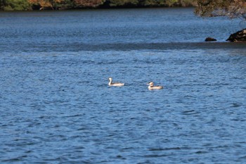 カンムリカイツブリ 一碧湖 2023年12月3日(日)