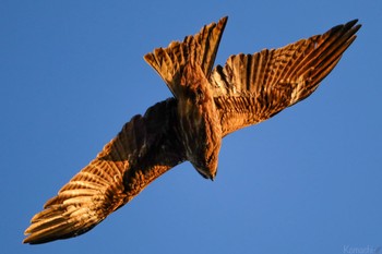 Black Kite 江ノ島 Sun, 1/1/2023