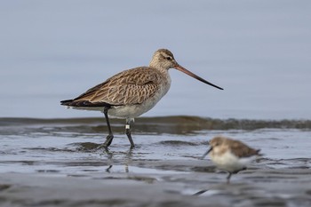 オオソリハシシギ ふなばし三番瀬海浜公園 2024年3月24日(日)