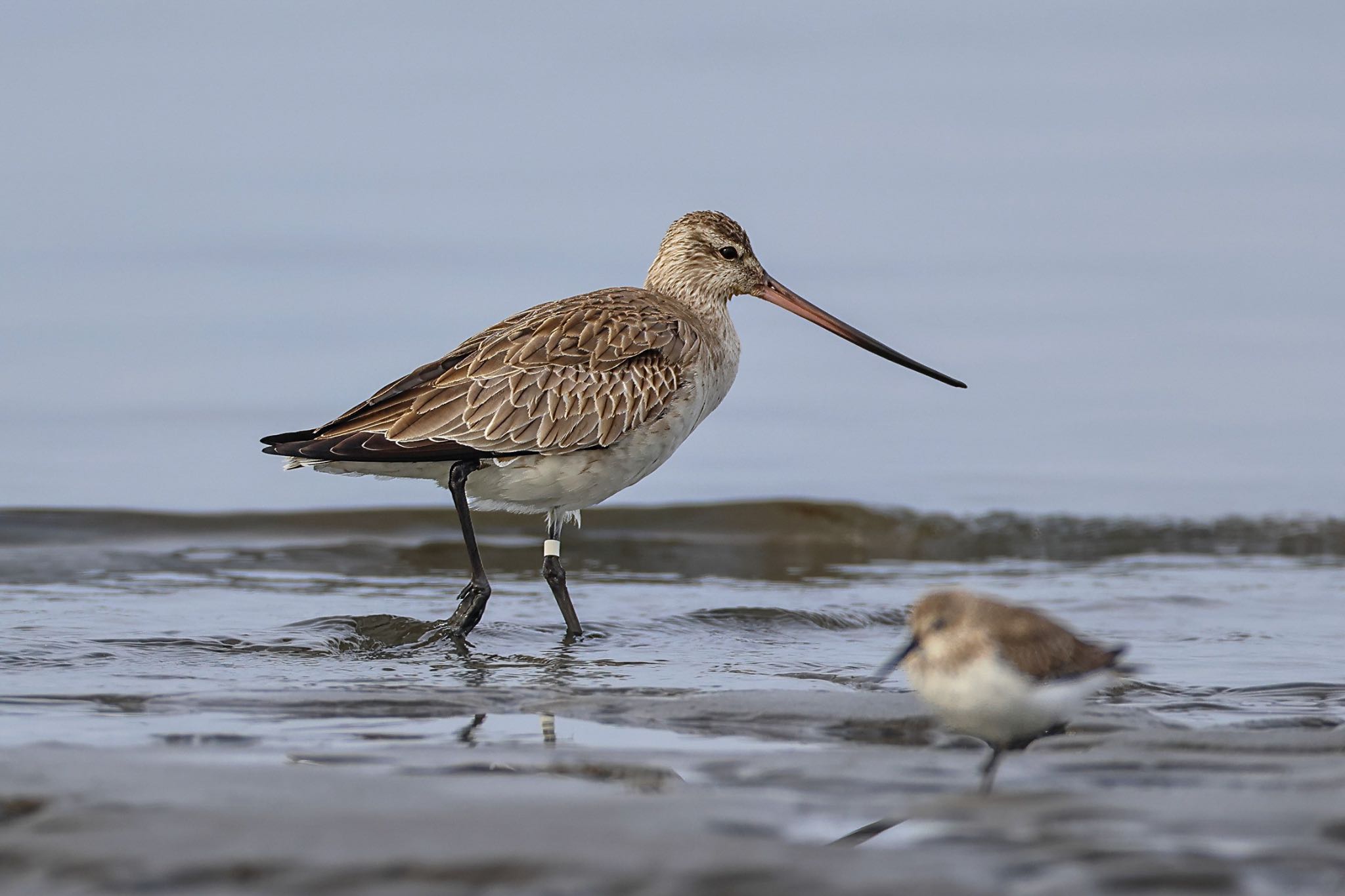 Photo of Bar-tailed Godwit at Sambanze Tideland by amachan