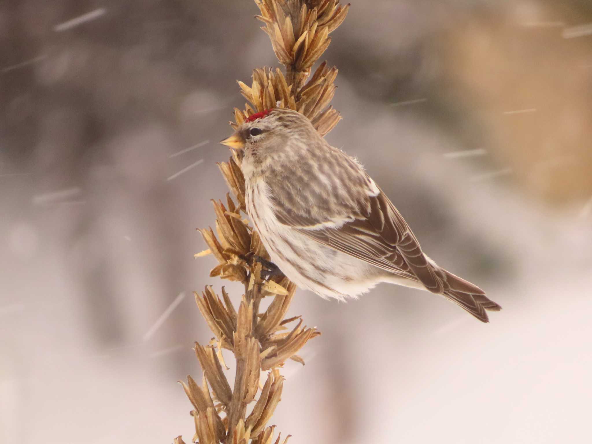 Photo of Common Redpoll at Makomanai Park by ゆ