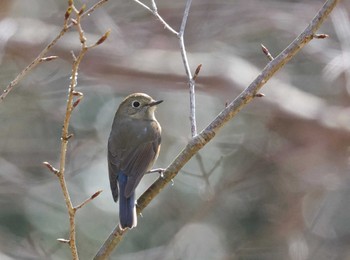 Red-flanked Bluetail 多摩地区 Thu, 3/21/2024