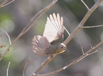 Red-flanked Bluetail 多摩地区 Thu, 3/21/2024