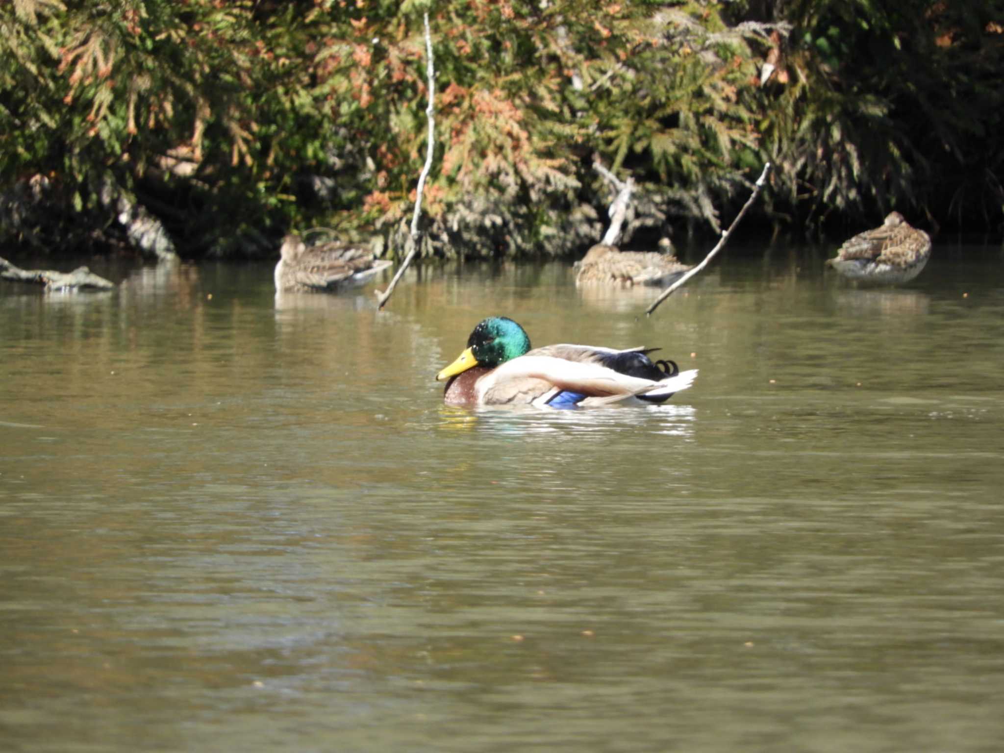 Photo of Mallard at Chikozan Park by くくる