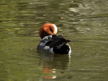 Eurasian Wigeon Chikozan Park Wed, 3/27/2024