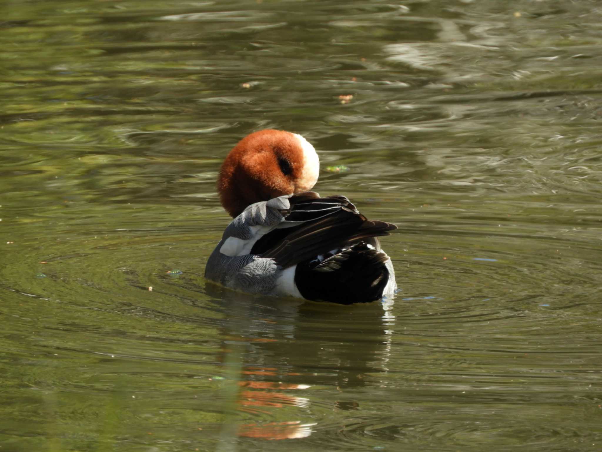 Photo of Eurasian Wigeon at Chikozan Park by くくる