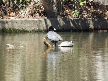 オオバン 智光山公園 2024年3月27日(水)