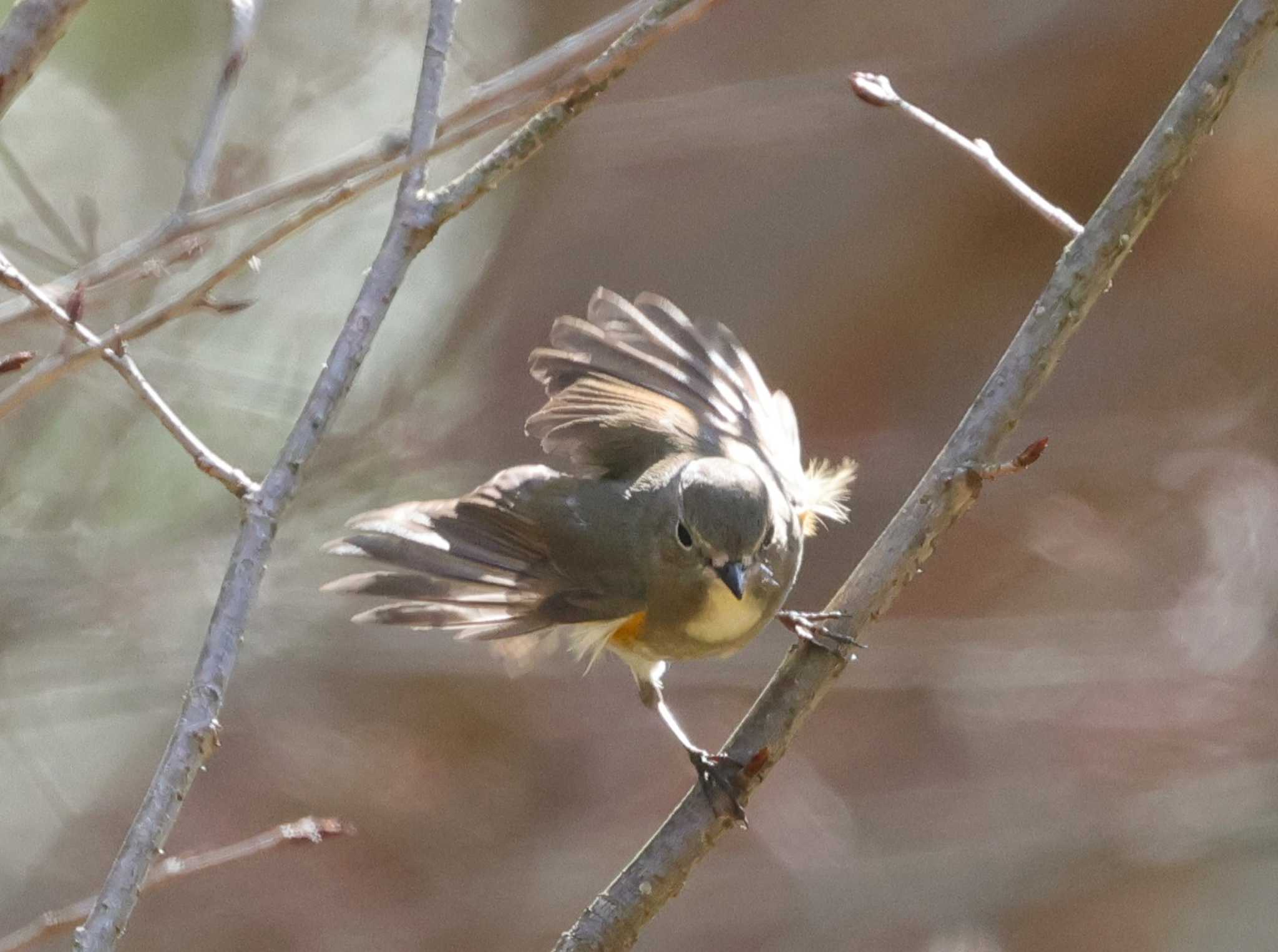 Photo of Red-flanked Bluetail at 多摩地区 by taiga