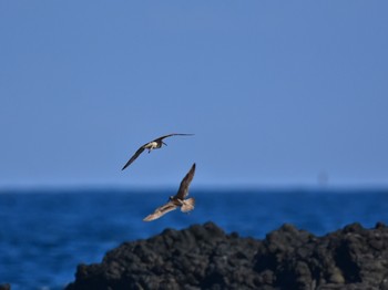 チュウシャクシギ 静岡県下田市板戸浜 2018年9月3日(月)