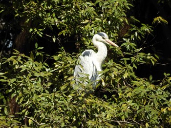 アオサギ 智光山公園 2024年3月27日(水)