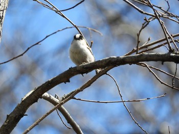 Long-tailed Tit Chikozan Park Wed, 3/27/2024