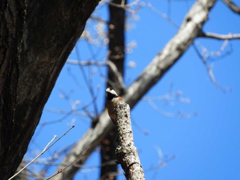 Varied Tit Chikozan Park Wed, 3/27/2024