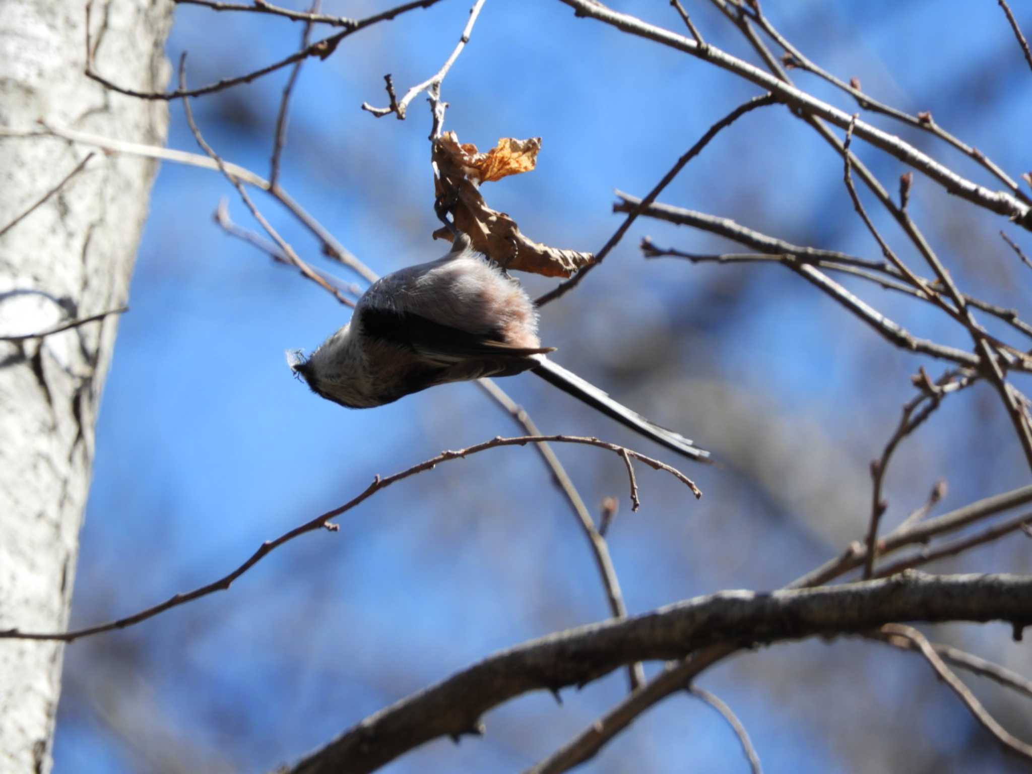 Photo of Long-tailed Tit at Chikozan Park by くくる