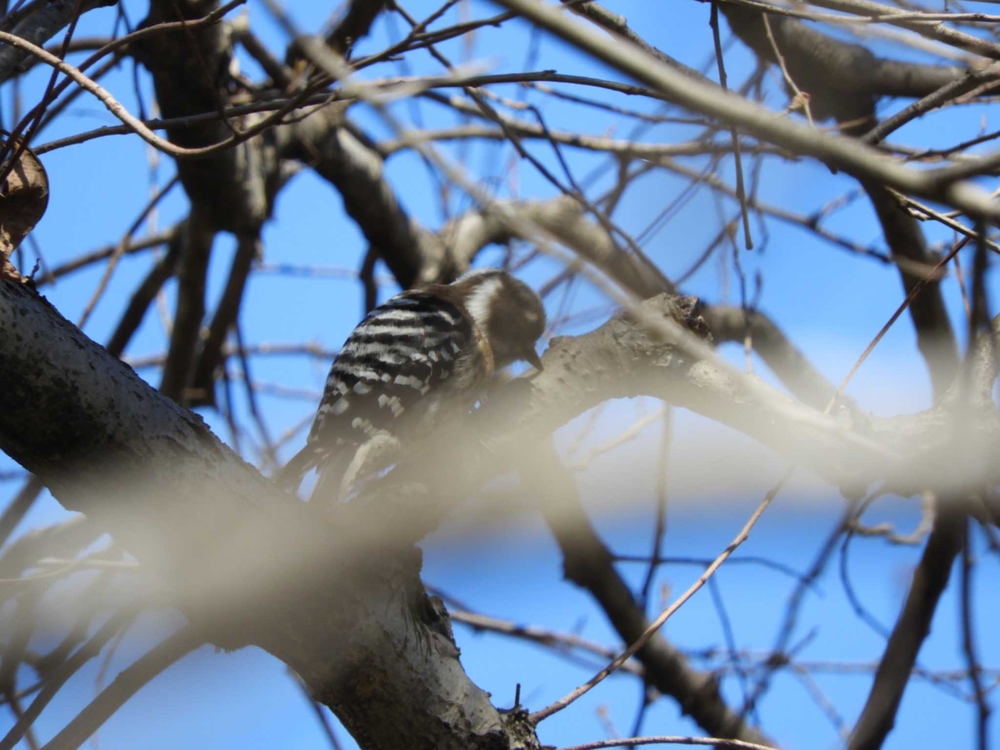 Japanese Pygmy Woodpecker