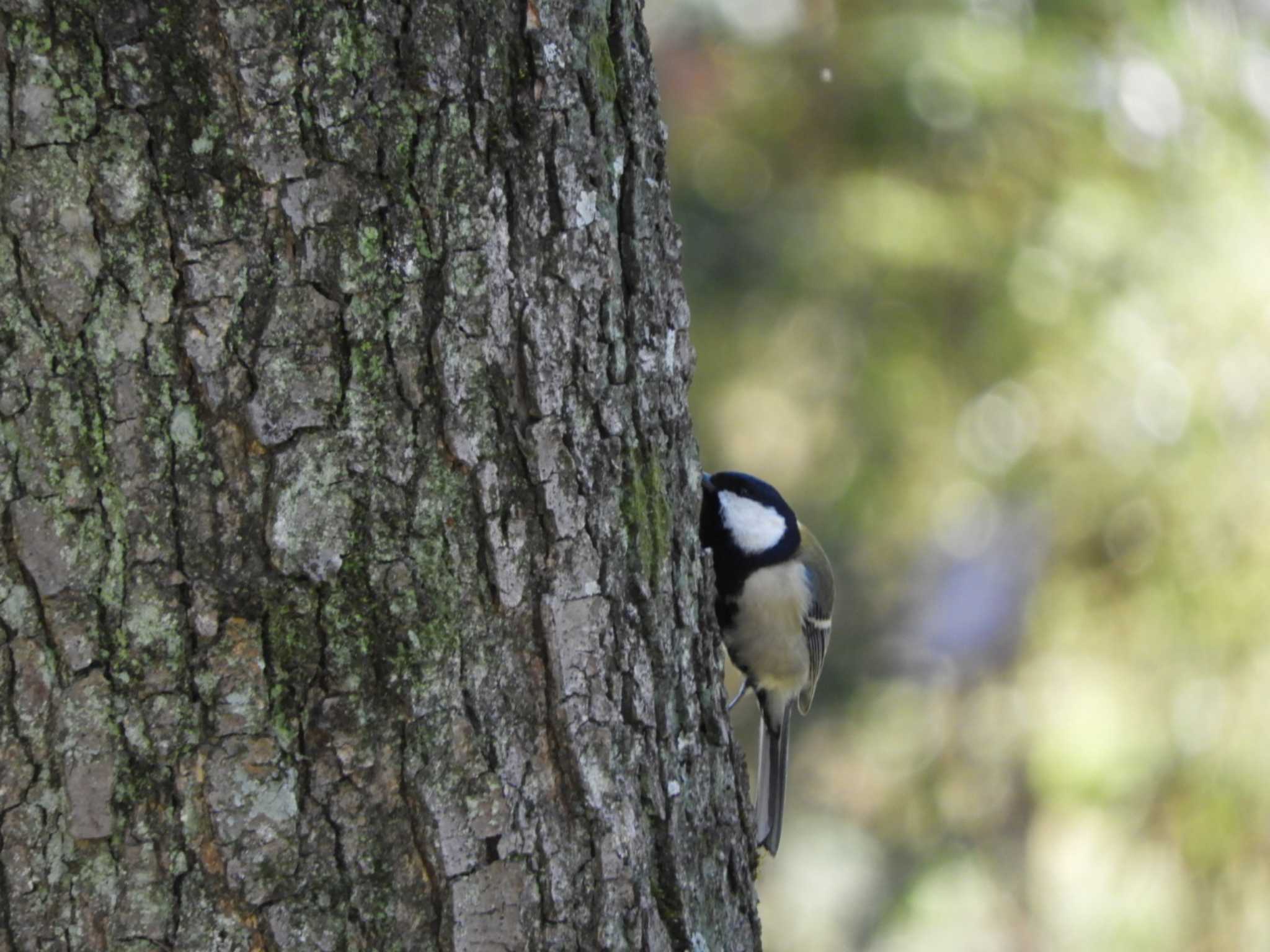 Japanese Tit