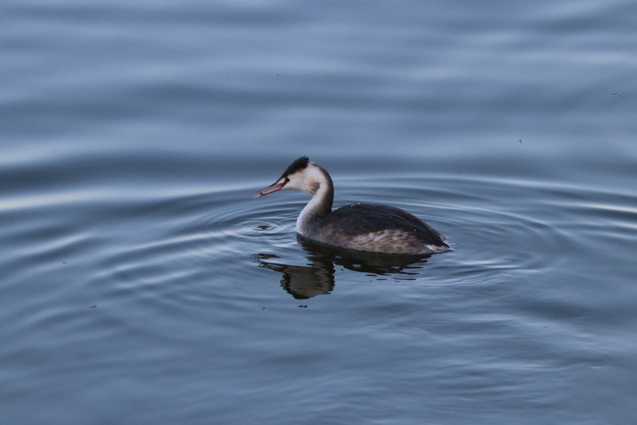 Photo of Great Crested Grebe at Mizumoto Park by バンケン