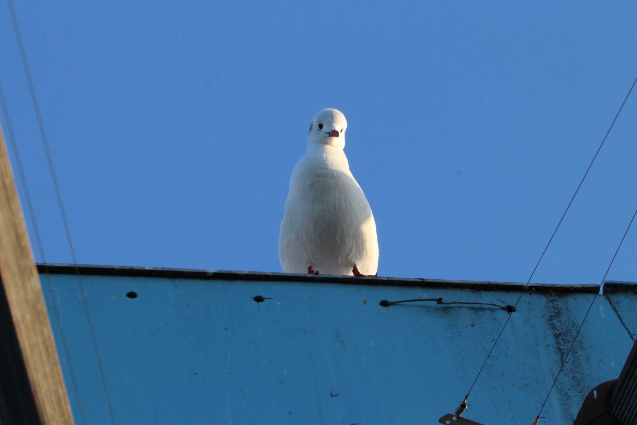 ユリカモメ