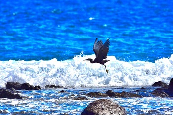 Pacific Reef Heron 静岡県下田市板戸浜 Mon, 9/3/2018