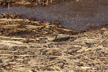 Sun, 12/24/2023 Birding report at Mizumoto Park