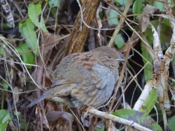 Japanese Accentor Hayatogawa Forest Road Wed, 3/27/2024